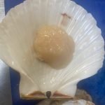 scallop
