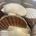 scallops